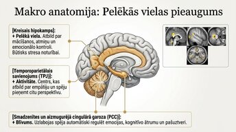 Презентация 'Kā meditācija un relaksācijas tehnikas uzlabo smadzeņu darbību', 4.