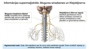 Презентация 'Kā meditācija un relaksācijas tehnikas uzlabo smadzeņu darbību', 7.