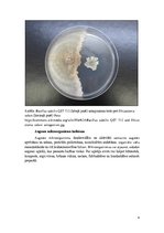 Реферат 'Augsnes baktērija - siena nūjiņa Bacillus subtilis', 4.