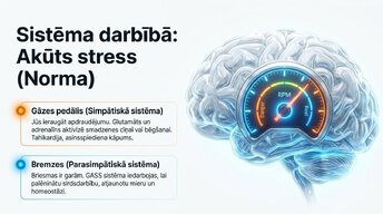Презентация 'Uzbudinājuma un kavēšanas līdzsvars', 5.