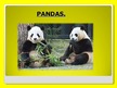 Презентация 'Pandas', 1.