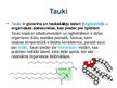 Презентация 'Tauki', 2.