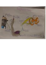 Конспект '1.starppārbaudījums Bērna attīstības fizioloģijā', 2.