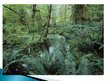 Презентация 'Tropu mežu resursi un aizsardzība', 11.