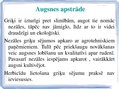 Презентация 'Tehnoloģisko darbu veikšanas plāns griķu audzēšanai, ražas novākšanai un uzglabā', 5.