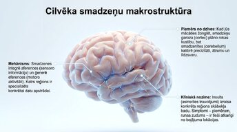 Презентация 'Neirobioloģijas pamati: cilvēka smadzeņu mikrostruktūra', 2.