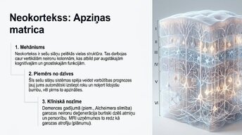 Презентация 'Neirobioloģijas pamati: cilvēka smadzeņu mikrostruktūra', 3.