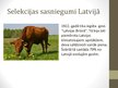 Презентация 'Selekcija Latvijā', 6.