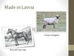 Презентация 'Selekcija Latvijā', 7.