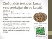 Презентация 'Selekcija Latvijā', 11.