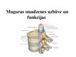 Презентация 'Muguras smadzeņu uzbūve un funkcijas', 1.