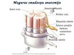 Презентация 'Muguras smadzeņu uzbūve un funkcijas', 5.