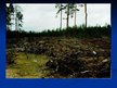 Презентация 'Mērenās joslas meži Latvijā un pasaulē', 22.