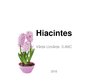 Презентация 'Hiacintes', 1.
