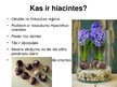 Презентация 'Hiacintes', 2.