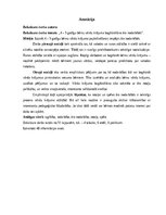 Дипломная '4 – 5 gadīgu bērnu vārdu krājuma bagātināšana āra nodarbībās', 2.