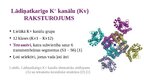 Презентация 'Lādiņatkarīgie K+ jonu kanāli', 4.