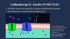 Презентация 'Lādiņatkarīgie K+ jonu kanāli', 6.