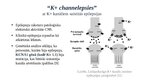 Презентация 'Lādiņatkarīgie K+ jonu kanāli', 7.