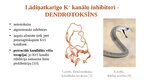 Презентация 'Lādiņatkarīgie K+ jonu kanāli', 11.
