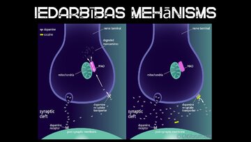 Презентация 'Kokaīns', 4.