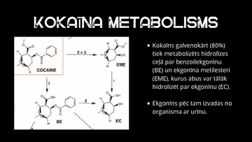 Презентация 'Kokaīns', 7.