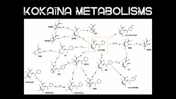 Презентация 'Kokaīns', 8.