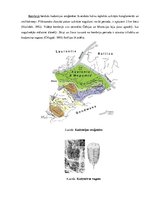 Реферат 'Čehu masīvs, tā paleoģeogrāfiskā attīstība un ģeoloģiskās uzbūves galvenās iezīm', 4.