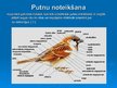 Презентация 'Putnu vērošana Kurzemē', 5.