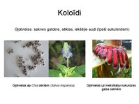 Презентация 'Augu bioloģija', 15.