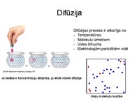 Презентация 'Augu bioloģija', 16.