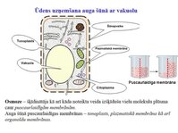 Презентация 'Augu bioloģija', 17.