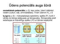 Презентация 'Augu bioloģija', 18.