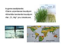 Презентация 'Augu bioloģija', 19.