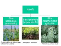 Презентация 'Augu bioloģija', 21.