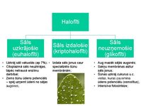 Презентация 'Augu bioloģija', 22.