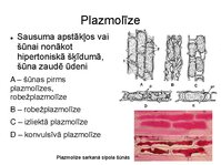 Презентация 'Augu bioloģija', 23.