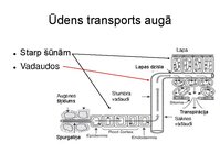 Презентация 'Augu bioloģija', 27.