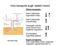 Презентация 'Augu bioloģija', 28.