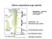 Презентация 'Augu bioloģija', 30.