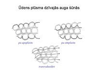 Презентация 'Augu bioloģija', 32.