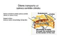 Презентация 'Augu bioloģija', 33.