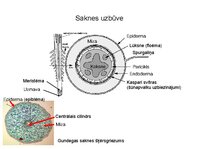 Презентация 'Augu bioloģija', 34.