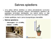 Презентация 'Augu bioloģija', 35.