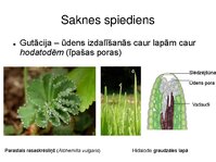 Презентация 'Augu bioloģija', 36.