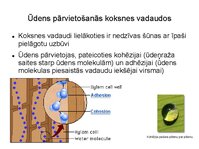 Презентация 'Augu bioloģija', 37.