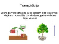 Презентация 'Augu bioloģija', 38.