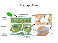 Презентация 'Augu bioloģija', 39.