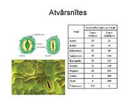 Презентация 'Augu bioloģija', 43.