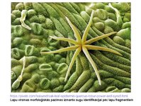 Презентация 'Augu bioloģija', 45.